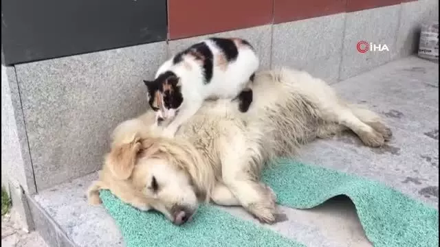 Köpeğe masaj yapan kediyi görenler şaşkınlıklarını gizleyemedi Köpeğe masaj yapan kediyi görenler şaşkınlıklarını gizleyemedi