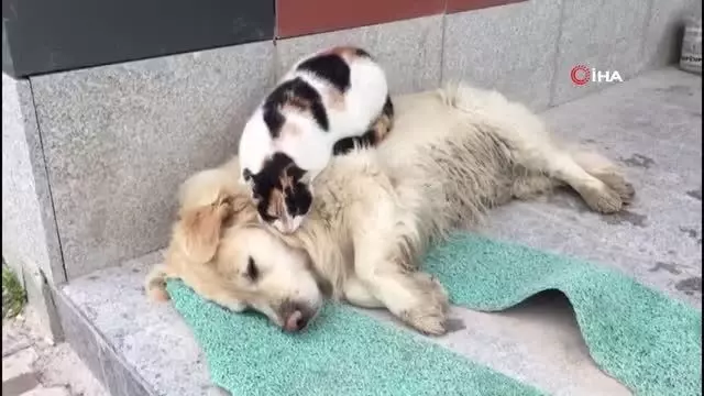 Köpeğe masaj yapan kediyi görenler şaşkınlıklarını gizleyemedi Köpeğe masaj yapan kediyi görenler şaşkınlıklarını gizleyemedi