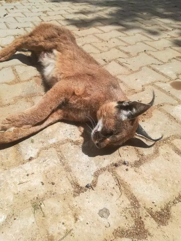 Muğla'da, nesli tükenme tehlikesinde olan 'Karakulak' ölü bulundu Muğla'da, nesli tükenme tehlikesinde olan 'Karakulak' ölü bulundu