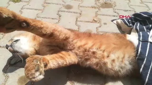 Muğla'da, nesli tükenme tehlikesinde olan 'Karakulak' ölü bulundu Muğla'da, nesli tükenme tehlikesinde olan 'Karakulak' ölü bulundu