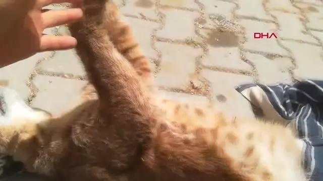 Muğla'da, nesli tükenme tehlikesinde olan 'Karakulak' ölü bulundu Muğla'da, nesli tükenme tehlikesinde olan 'Karakulak' ölü bulundu