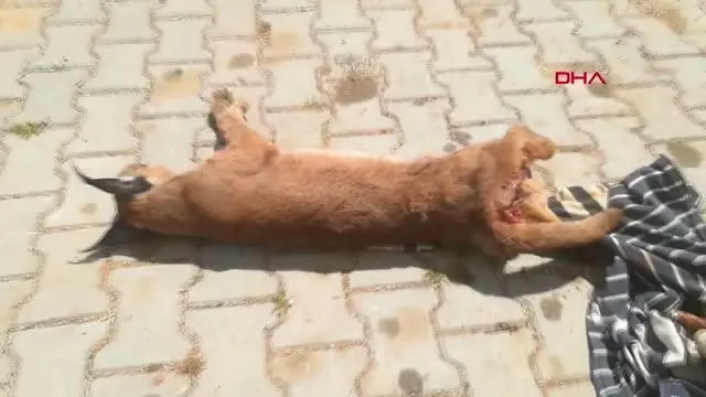 Son Dakika | Muğla'da nesli tükenmekte olan Karakulak araç çarpması sonucu öldü Son Dakika | Muğla'da nesli tükenmekte olan Karakulak araç çarpması sonucu öldü