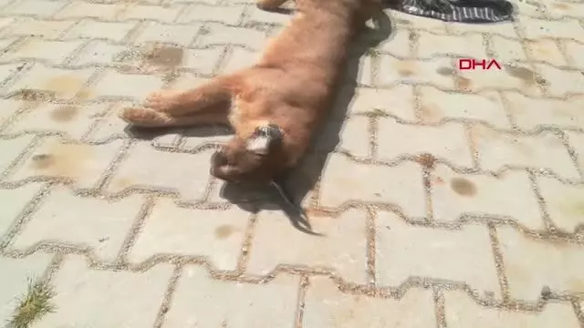 Muğla'da, nesli tükenme tehlikesinde olan 'Karakulak' ölü bulundu Muğla'da, nesli tükenme tehlikesinde olan 'Karakulak' ölü bulundu