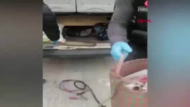 NARKOTİK KÖPEĞİ 'JİBBY', ÇANTADAKİ HAPLARI BULDU NARKOTİK KÖPEĞİ 'JİBBY', ÇANTADAKİ HAPLARI BULDU