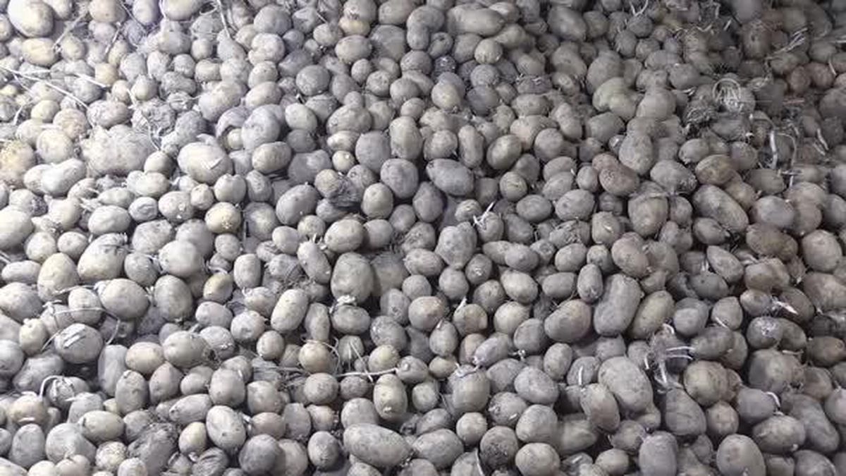 Patates alımı yapılan çiftçiler, Cumhurbaşkanı Erdoğan'a teşekkür etti
