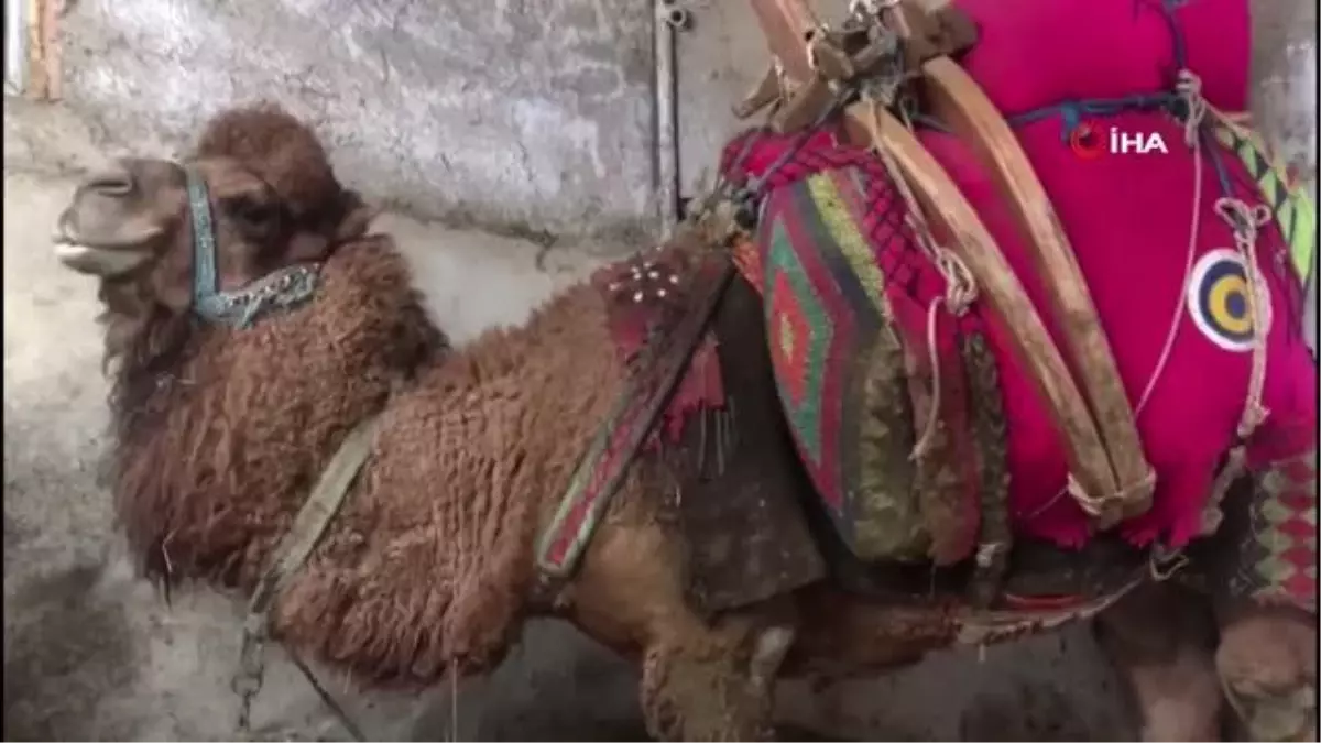 Şampiyon deve 'Çılgın Cambaz' yeni sezona hazırlanıyor