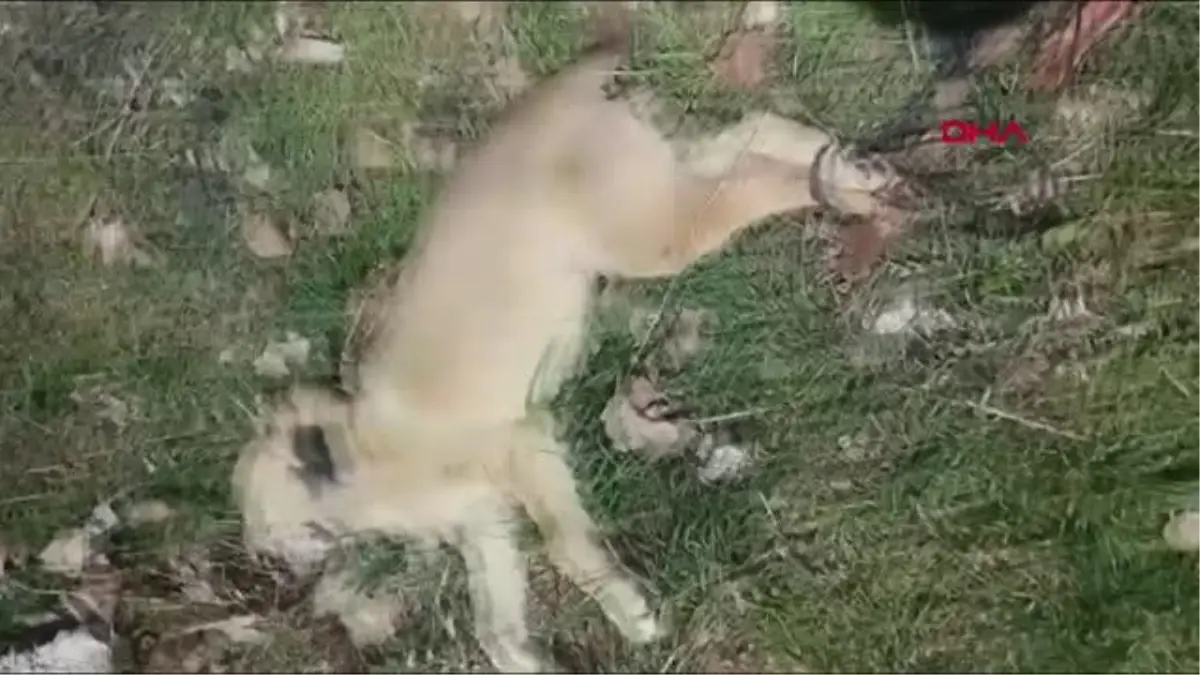 Son dakika haberleri! SİVAS SOKAK KÖPEĞİ AYAKLARI BAĞLI ÖLÜ BULUNDU; HAYVANSEVERLER TEPKİ GÖSTERDİ