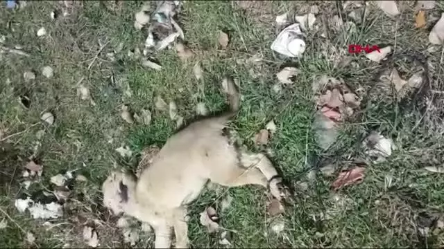 Son dakika haberleri! SİVAS SOKAK KÖPEĞİ AYAKLARI BAĞLI ÖLÜ BULUNDU; HAYVANSEVERLER TEPKİ GÖSTERDİ