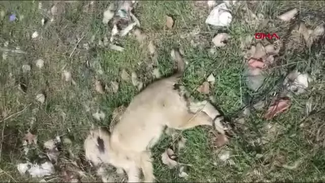 Son dakika haberleri! SİVAS SOKAK KÖPEĞİ AYAKLARI BAĞLI ÖLÜ BULUNDU; HAYVANSEVERLER TEPKİ GÖSTERDİ