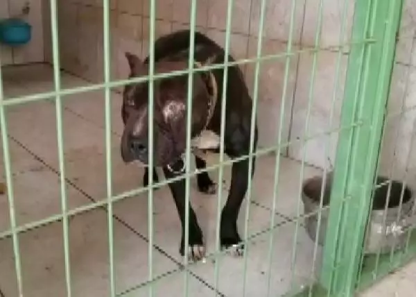 Son dakika haberi! Sokak köpeğine pitbull saldırısı kamerada Son dakika haberi! Sokak köpeğine pitbull saldırısı kamerada