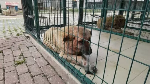 Son dakika haberi! Sokak köpeğine pitbull saldırısı kamerada Son dakika haberi! Sokak köpeğine pitbull saldırısı kamerada