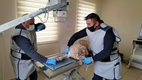 Son dakika haberi! Sokak köpeğine pitbull saldırısı kamerada Son dakika haberi! Sokak köpeğine pitbull saldırısı kamerada