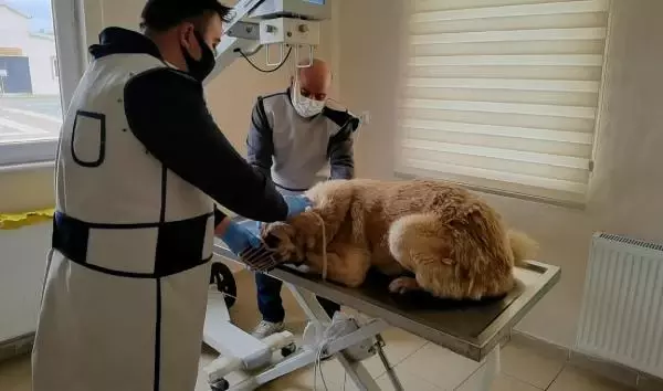 Son dakika haberi! Sokak köpeğine pitbull saldırısı kamerada Son dakika haberi! Sokak köpeğine pitbull saldırısı kamerada