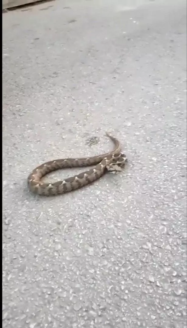Sokakta gördükleri zehirli engerek yılanını elleriyle yakalayıp bidona soktular Sokakta gördükleri zehirli engerek yılanını elleriyle yakalayıp bidona soktular