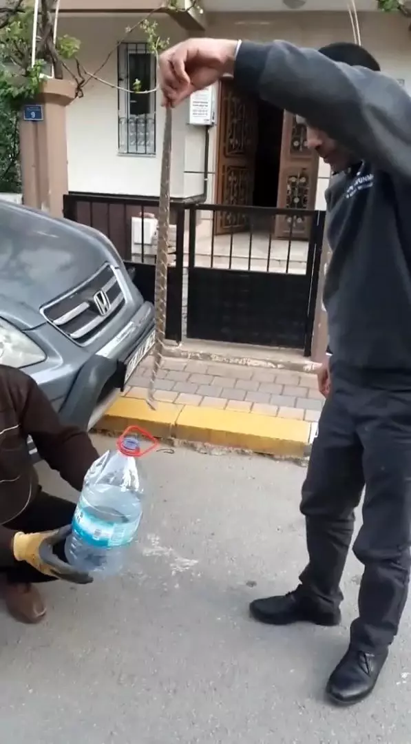 Sokakta gördükleri zehirli engerek yılanını elleriyle yakalayıp bidona soktular Sokakta gördükleri zehirli engerek yılanını elleriyle yakalayıp bidona soktular