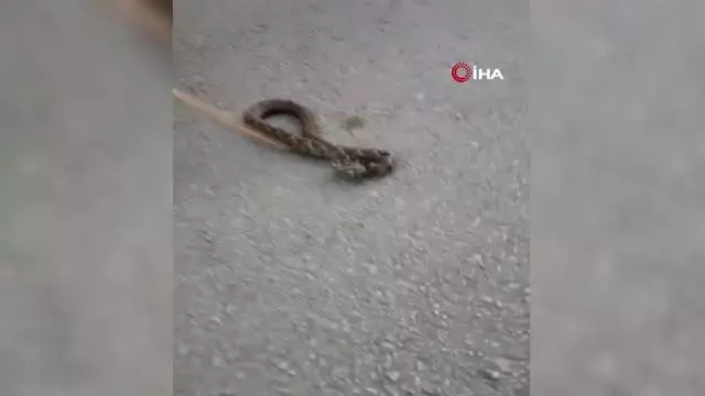 Sokakta gördükleri zehirli Engerek yılanını elleri ile yakalayıp bidona koydular Sokakta gördükleri zehirli Engerek yılanını elleri ile yakalayıp bidona koydular