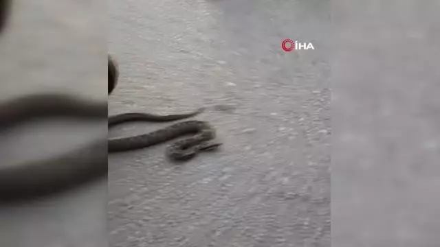 Sokakta gördükleri zehirli Engerek yılanını elleri ile yakalayıp bidona koydular Sokakta gördükleri zehirli Engerek yılanını elleri ile yakalayıp bidona koydular