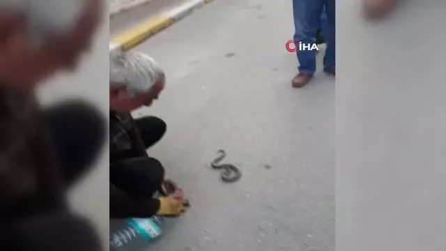 Sokakta gördükleri zehirli Engerek yılanını elleri ile yakalayıp bidona koydular Sokakta gördükleri zehirli Engerek yılanını elleri ile yakalayıp bidona koydular
