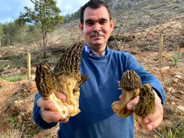 Toroslar'dan toplayıp tazesini 150 TL'den, kurusunu bin 500 TL'den satıyorlar Toroslar'dan toplayıp tazesini 150 TL'den, kurusunu bin 500 TL'den satıyorlar