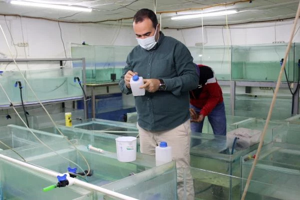 Antalya'da ürettiği 'doktor balıkları' ihraç etmeye başladı