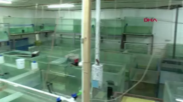 Antalya'da ürettiği 'doktor balıkları' ihraç etmeye başladı Antalya'da ürettiği 'doktor balıkları' ihraç etmeye başladı