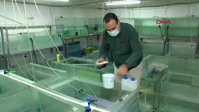 Antalya'da ürettiği 'doktor balıkları' ihraç etmeye başladı Antalya'da ürettiği 'doktor balıkları' ihraç etmeye başladı
