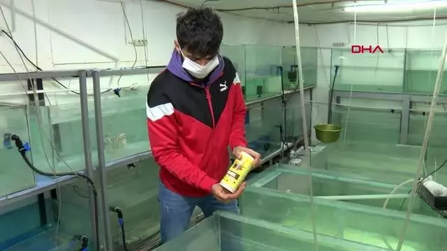 Antalya'da ürettiği 'doktor balıkları' ihraç etmeye başladı Antalya'da ürettiği 'doktor balıkları' ihraç etmeye başladı