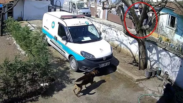 Bahçedeki köpekten korkan kuryenin panik anları izleyenleri güldürdü Bahçedeki köpekten korkan kuryenin panik anları izleyenleri güldürdü