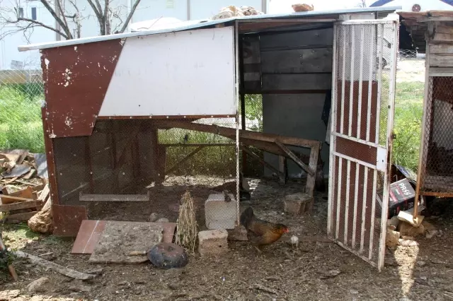 Beslediği kazı kümeste boğazından iple asılmış halde buldu, yapanlara demediğini bırakmadı Beslediği kazı kümeste boğazından iple asılmış halde buldu, yapanlara demediğini bırakmadı
