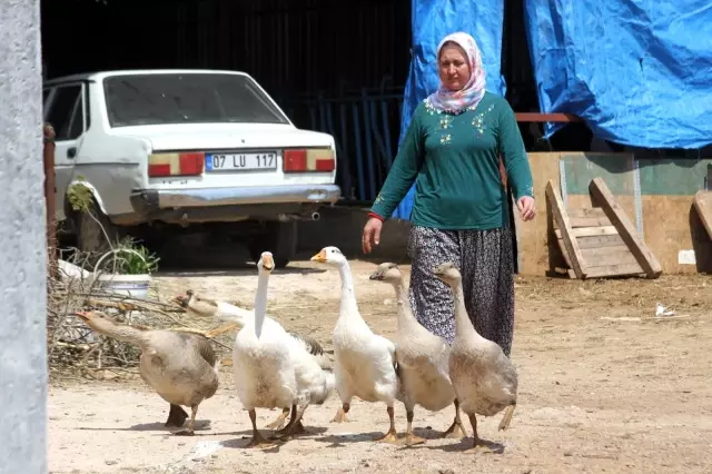 Beslediği kazı kümeste boğazından iple asılmış halde buldu, yapanlara demediğini bırakmadı Beslediği kazı kümeste boğazından iple asılmış halde buldu, yapanlara demediğini bırakmadı