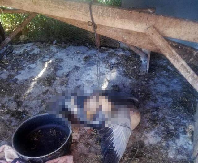 Beslediği kazı kümeste boğazından iple asılmış halde buldu, yapanlara demediğini bırakmadı Beslediği kazı kümeste boğazından iple asılmış halde buldu, yapanlara demediğini bırakmadı
