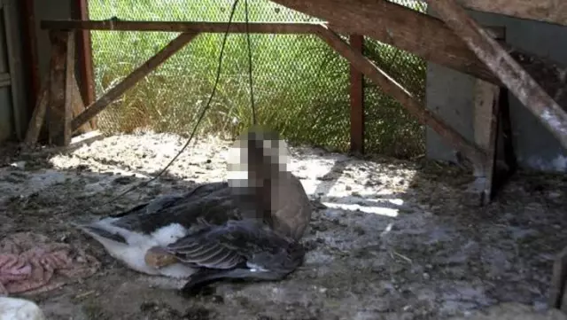 Beslediği kazı kümeste boğazından iple asılmış halde buldu, yapanlara demediğini bırakmadı Beslediği kazı kümeste boğazından iple asılmış halde buldu, yapanlara demediğini bırakmadı