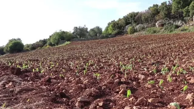 Çiftçiler tütün ekimine başladı Çiftçiler tütün ekimine başladı