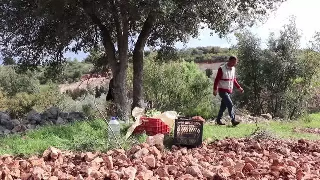 Çiftçiler tütün ekimine başladı Çiftçiler tütün ekimine başladı