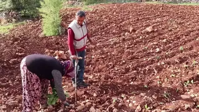 Çiftçiler tütün ekimine başladı Çiftçiler tütün ekimine başladı