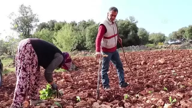 Çiftçiler tütün ekimine başladı Çiftçiler tütün ekimine başladı