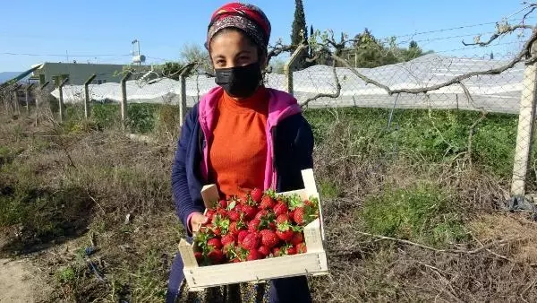 ÇİLEKTE SEZON BAŞLADI, ÜRETİCİ FİYATTAN MEMNUN ÇİLEKTE SEZON BAŞLADI, ÜRETİCİ FİYATTAN MEMNUN