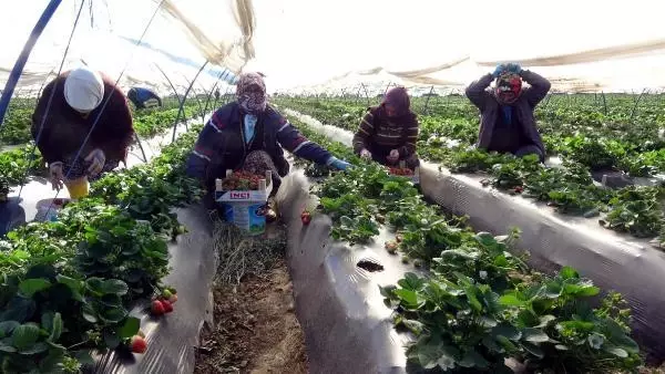 ÇİLEKTE SEZON BAŞLADI, ÜRETİCİ FİYATTAN MEMNUN ÇİLEKTE SEZON BAŞLADI, ÜRETİCİ FİYATTAN MEMNUN