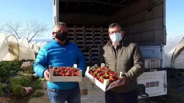 ÇİLEKTE SEZON BAŞLADI, ÜRETİCİ FİYATTAN MEMNUN ÇİLEKTE SEZON BAŞLADI, ÜRETİCİ FİYATTAN MEMNUN
