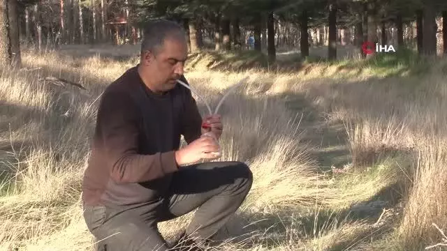 Çin'den sonra ilk kez Elazığ'da görüldü Çin'den sonra ilk kez Elazığ'da görüldü