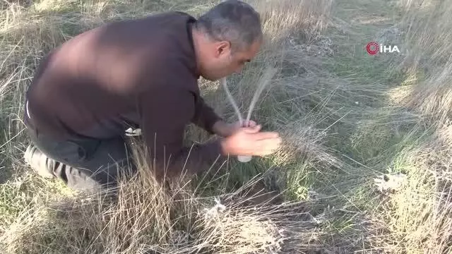 Çin'den sonra ilk kez Elazığ'da görüldü Çin'den sonra ilk kez Elazığ'da görüldü