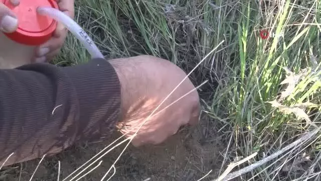 Çin'den sonra ilk kez Elazığ'da görüldü Çin'den sonra ilk kez Elazığ'da görüldü