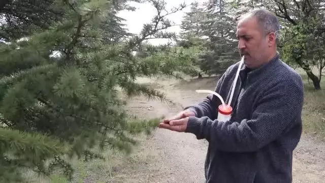 Elazığ'da, daha önce sadece Çin'de bulunan Achrus albicosta isimli böcek görüldü Elazığ'da, daha önce sadece Çin'de bulunan Achrus albicosta isimli böcek görüldü