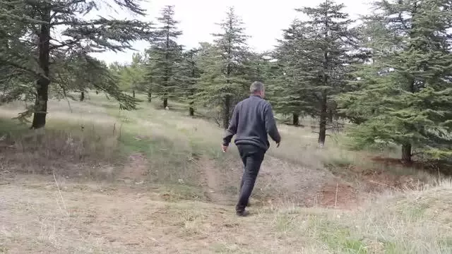 Elazığ'da, daha önce sadece Çin'de bulunan Achrus albicosta isimli böcek görüldü Elazığ'da, daha önce sadece Çin'de bulunan Achrus albicosta isimli böcek görüldü