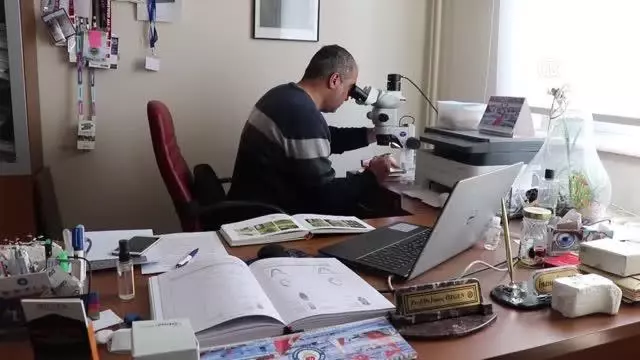 Elazığ'da, daha önce sadece Çin'de bulunan Achrus albicosta isimli böcek görüldü Elazığ'da, daha önce sadece Çin'de bulunan Achrus albicosta isimli böcek görüldü