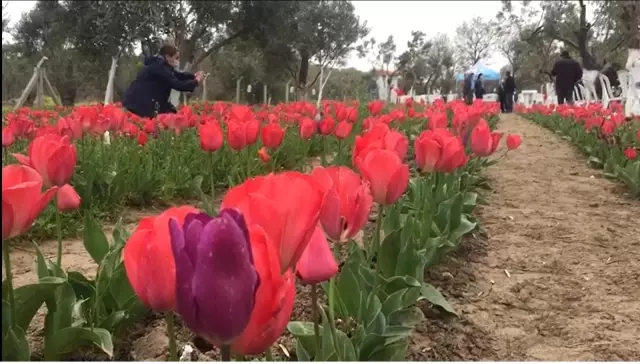 İzmir'de iki kadın girişimci gözü gibi baktığı lalelerin hasadını yaptı İzmir'de iki kadın girişimci gözü gibi baktığı lalelerin hasadını yaptı