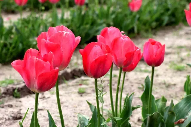 İzmir'de iki kadın girişimci gözü gibi baktığı lalelerin hasadını yaptı İzmir'de iki kadın girişimci gözü gibi baktığı lalelerin hasadını yaptı