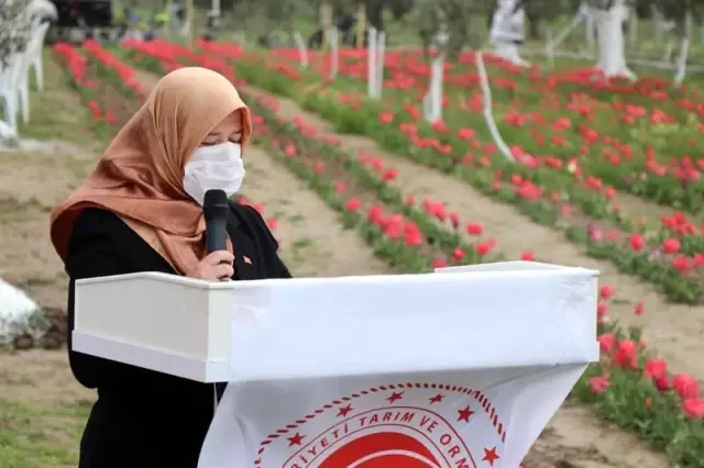 İzmir'de iki kadın girişimci gözü gibi baktığı lalelerin hasadını yaptı İzmir'de iki kadın girişimci gözü gibi baktığı lalelerin hasadını yaptı
