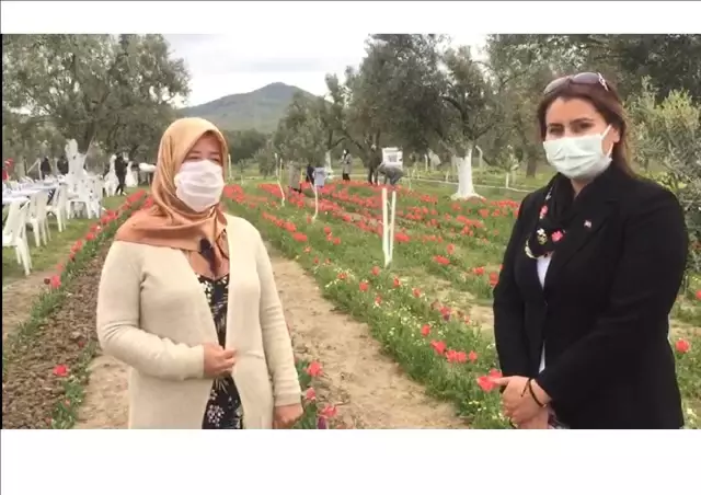 İzmir'de iki kadın girişimci gözü gibi baktığı lalelerin hasadını yaptı İzmir'de iki kadın girişimci gözü gibi baktığı lalelerin hasadını yaptı