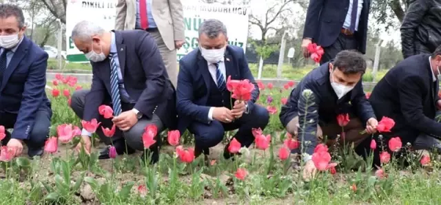 İzmir'de iki kadın girişimci gözü gibi baktığı lalelerin hasadını yaptı İzmir'de iki kadın girişimci gözü gibi baktığı lalelerin hasadını yaptı